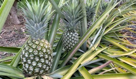 What Kind of Fruit Is a Pineapple? And How Does Its Uniqueness Compare Across Cultures and Cuisines?