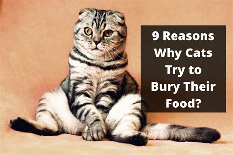 why does my cat try to bury my food: Does the behavior indicate a preference for privacy?